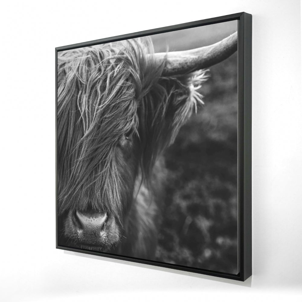 Monochrome Portrait Highland Cow Print On Canvas, 48"x48"