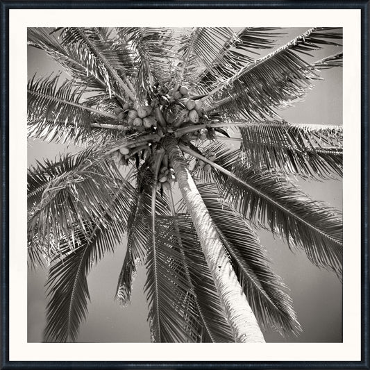 NOSTALGIA COLLECTION – PALM TREE C. 1959