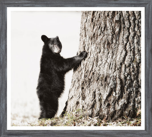 SMOKEY MOUNTAIN CUB Wall Art