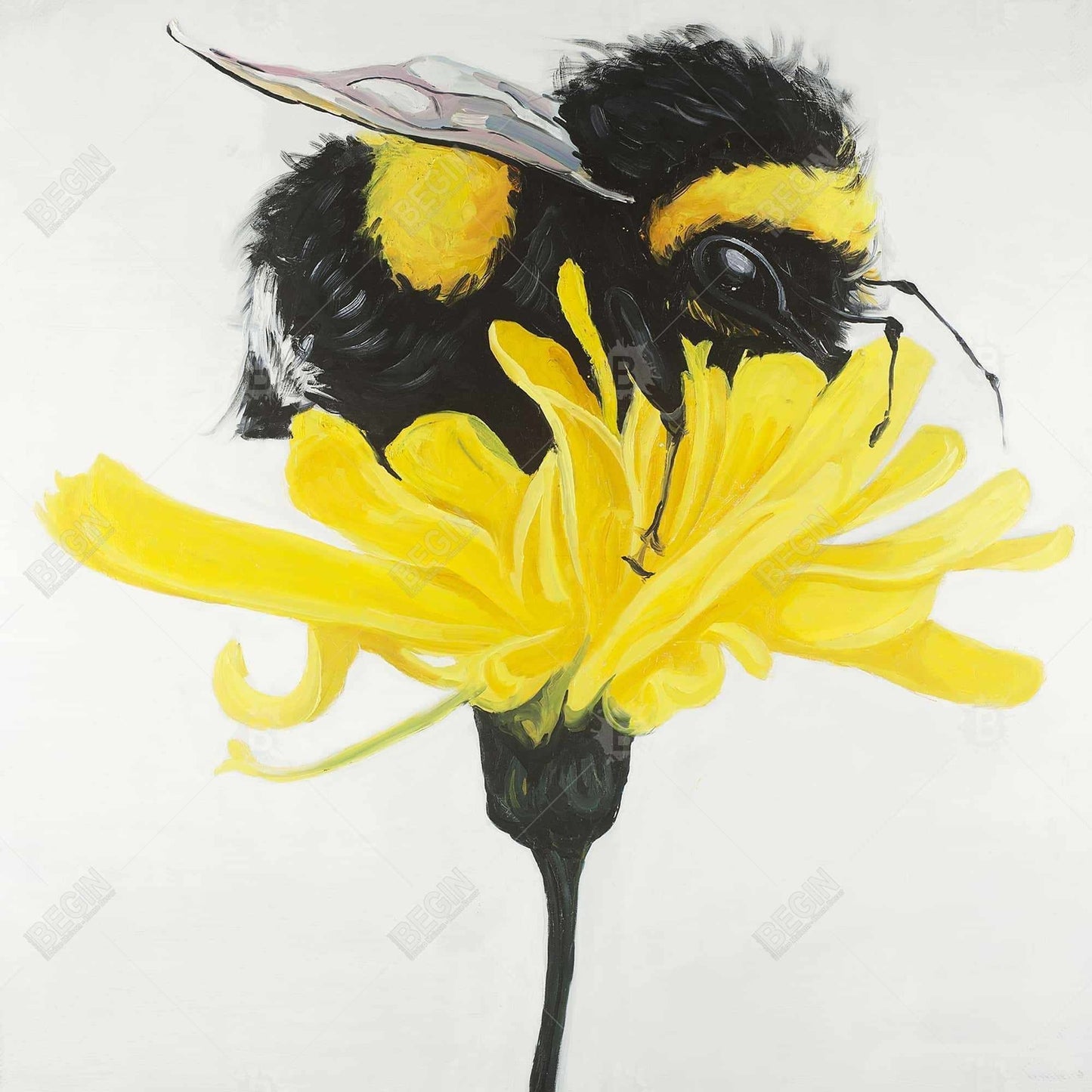 Bumblebee On A Dandelion | Framed Print On Canvas 24" X 24"