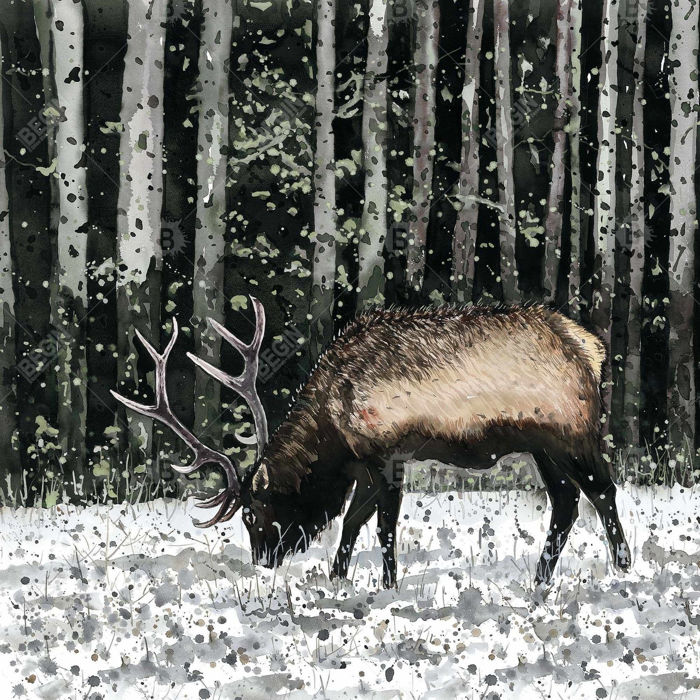 Caribou in the Forest | Framed Print On Canvas 24" X 24"