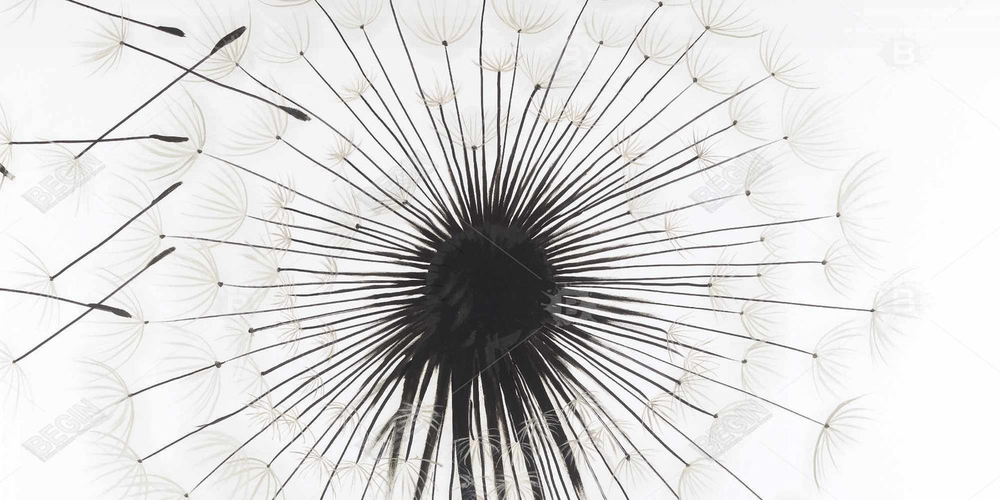 Silhouette of Dandelion | Fine Art Print On Canvas 24" X 48"