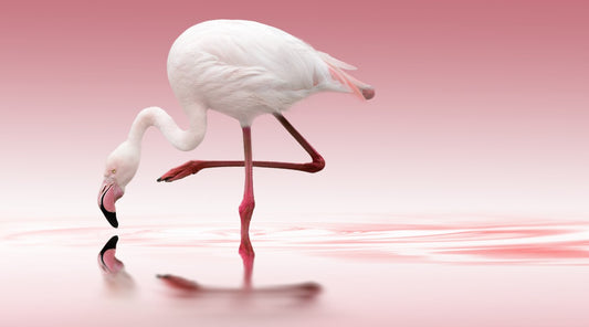 Flamingo by 1x