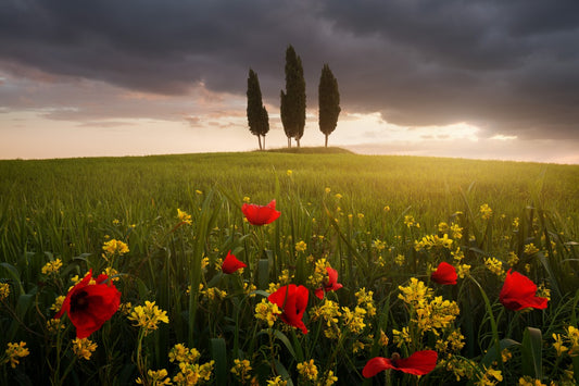 Blooming Tuscany