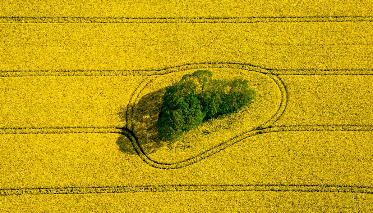 Island in the Field