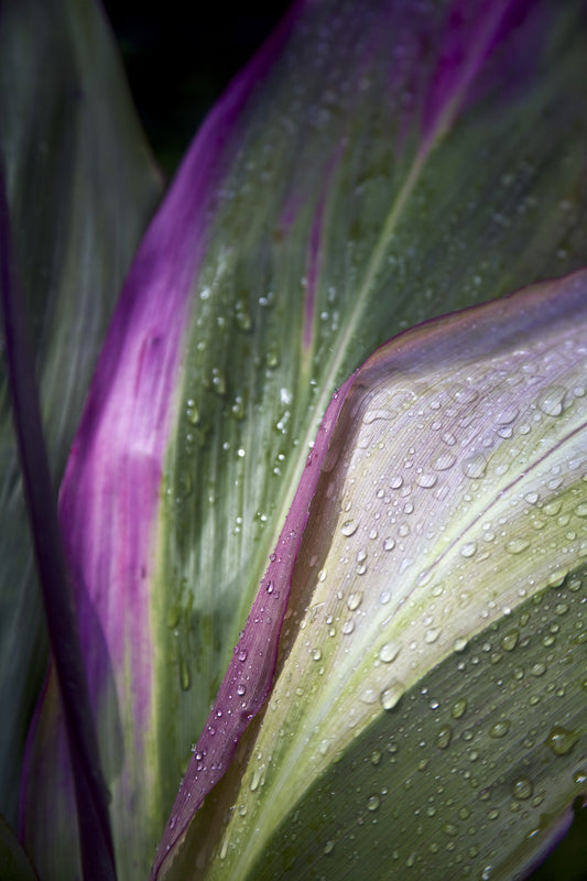 Close up of the purple and green leaves of a tropical plant covered in water droplets; Hawaii, United States of America by PacificStock