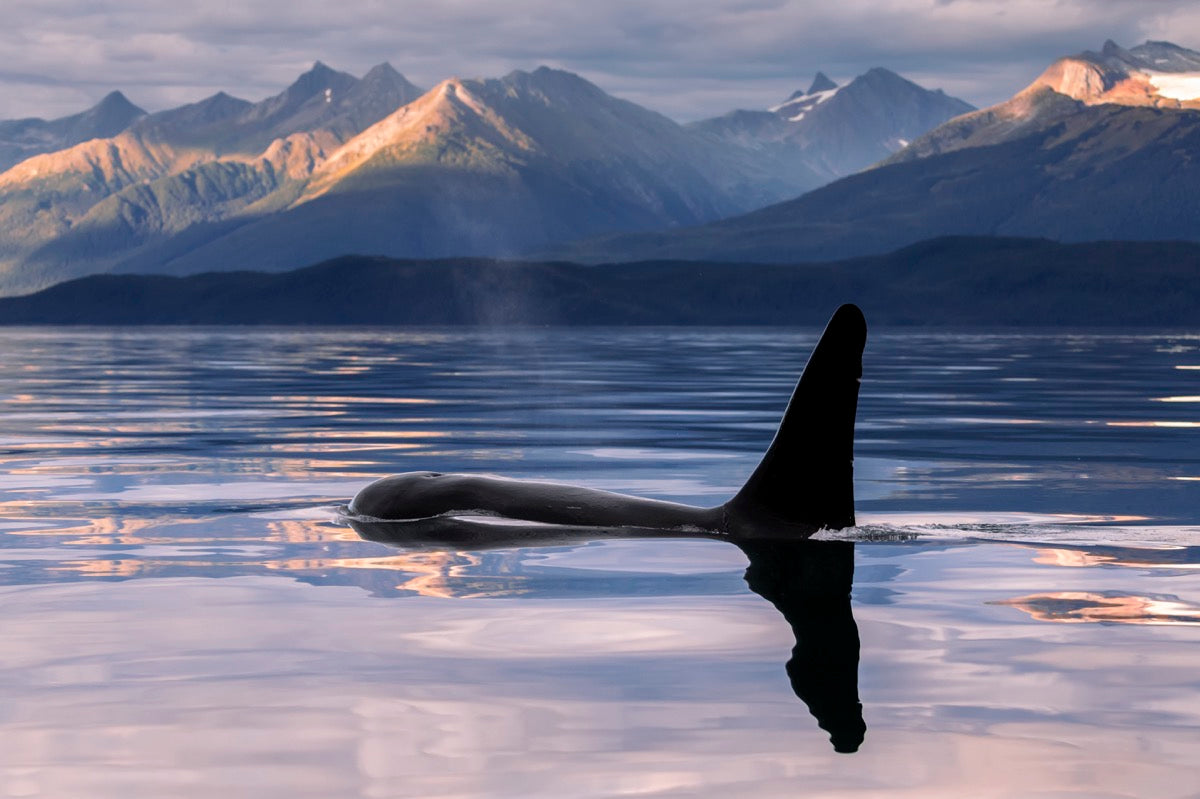 An Orca Whale (Killer Whale) (Orcinus orca) surfaces near Juneau in Lynn Canal, Inside Passage; Alaska, United States of America by PacificStock