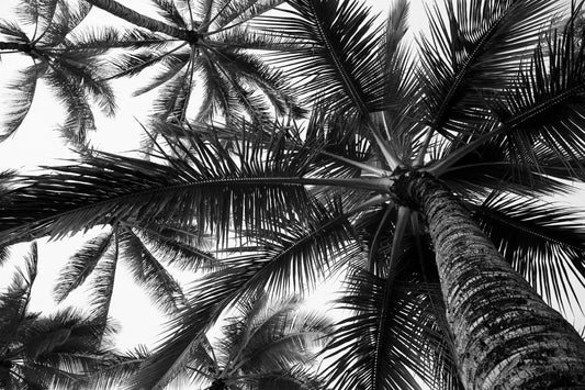 Low angle view of coconut palm trees in black and white; Honolulu, Oahu, Hawaii, United States of America by PacificStock