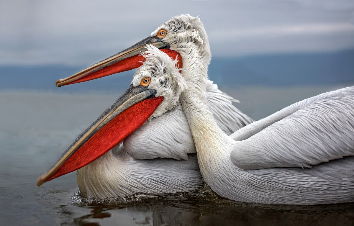 Dalmatian Pelicans