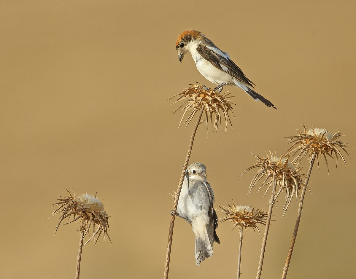 Woodchat Shrike