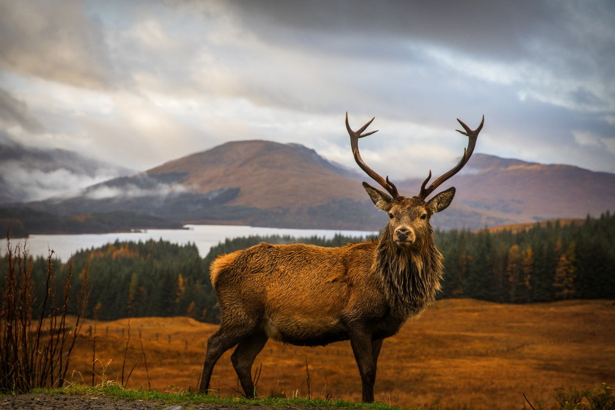 Scottish Stag by 1x