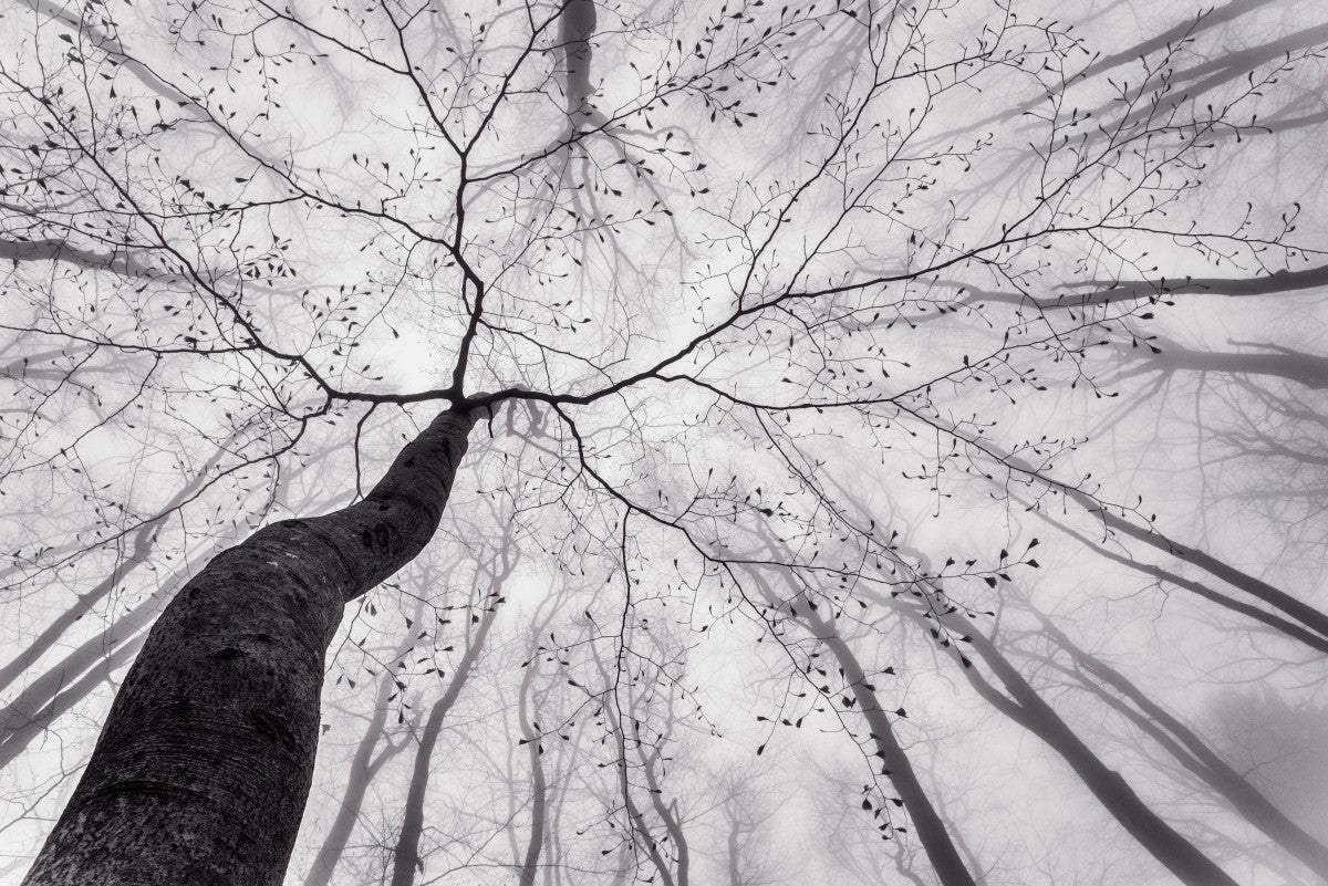 A view of the tree crown