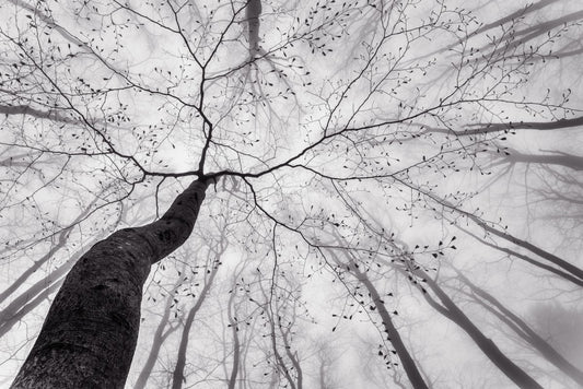 A view of the tree crown