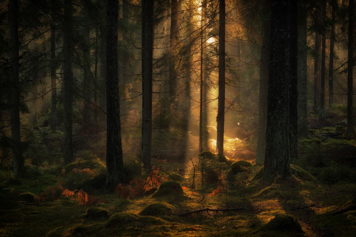 The light in the forest