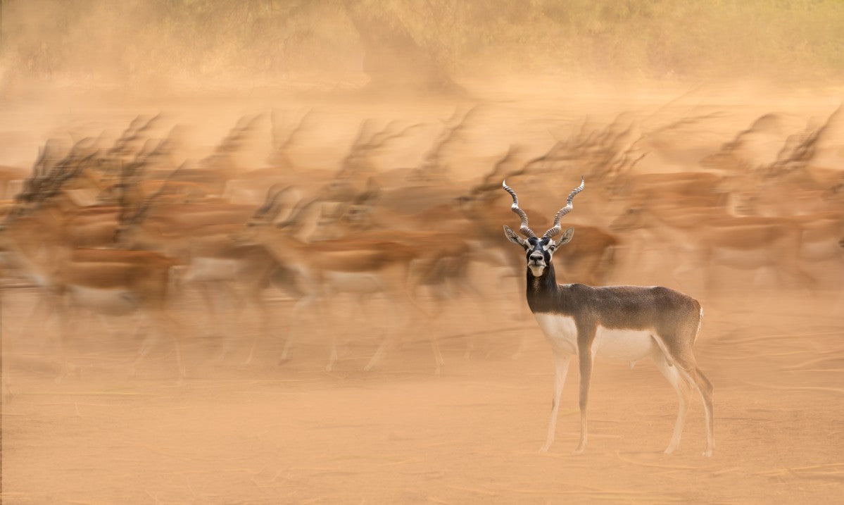 Black Bucks