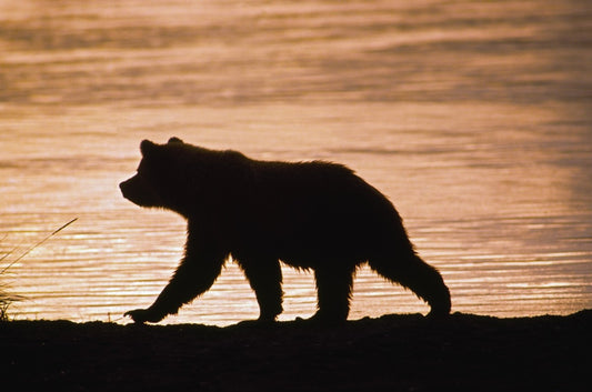 Young Grizzly Bear (Ursus Arctos) Walks Along Edge Of Lake At Sunset