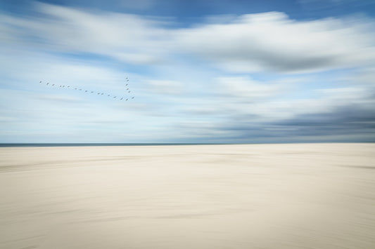 birds at the seaside