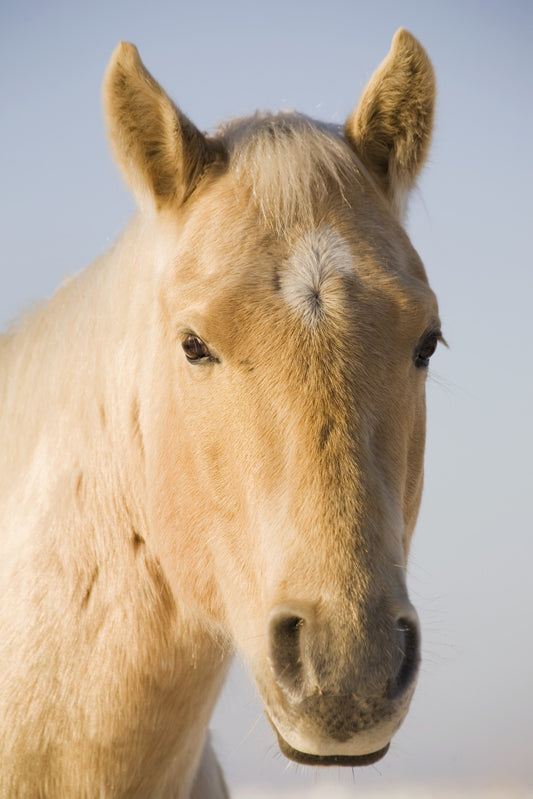 Cream Coloured Horse Head Looking Straight On With Blue Sky; Calgary, Alberta, Canada