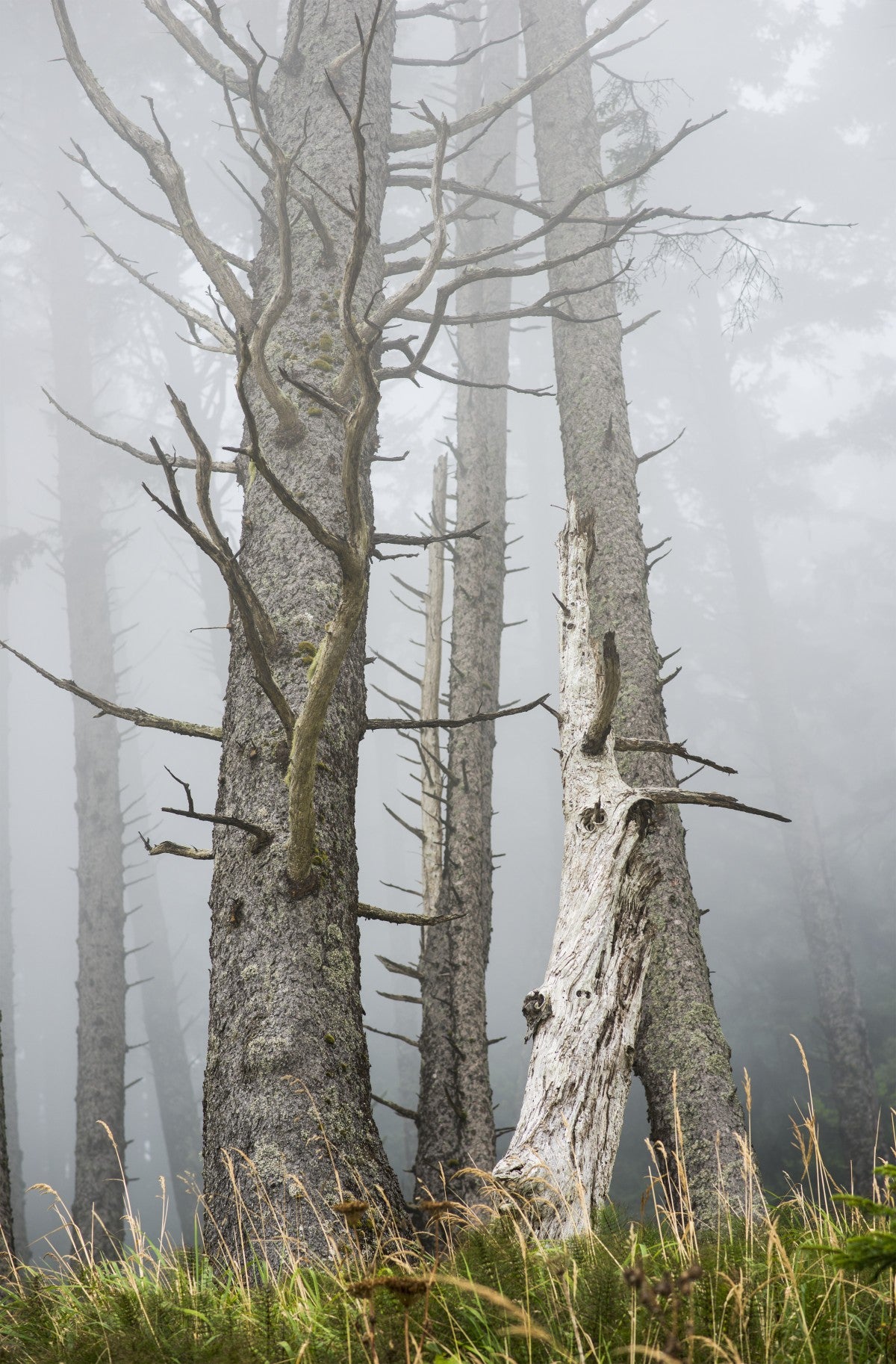 Leafless trees in the fog; Cannon Beach, Oregon, United States of America