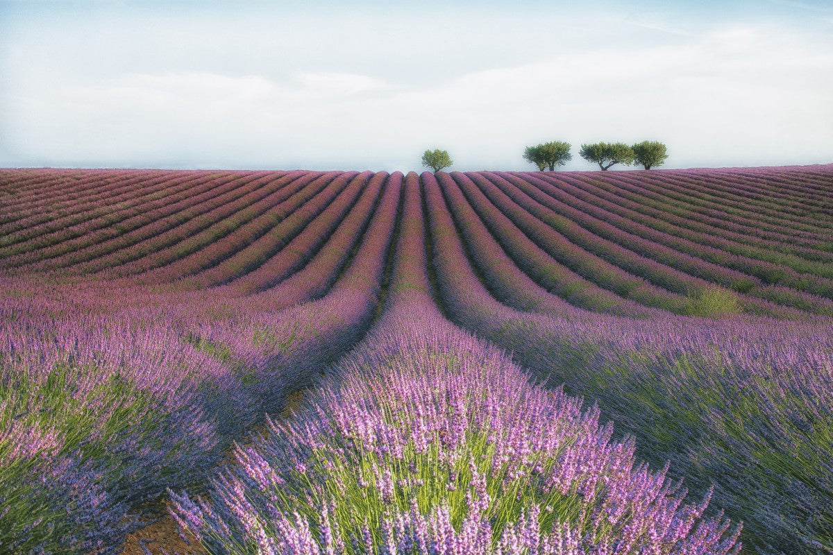 Velours de Lavender by 1x