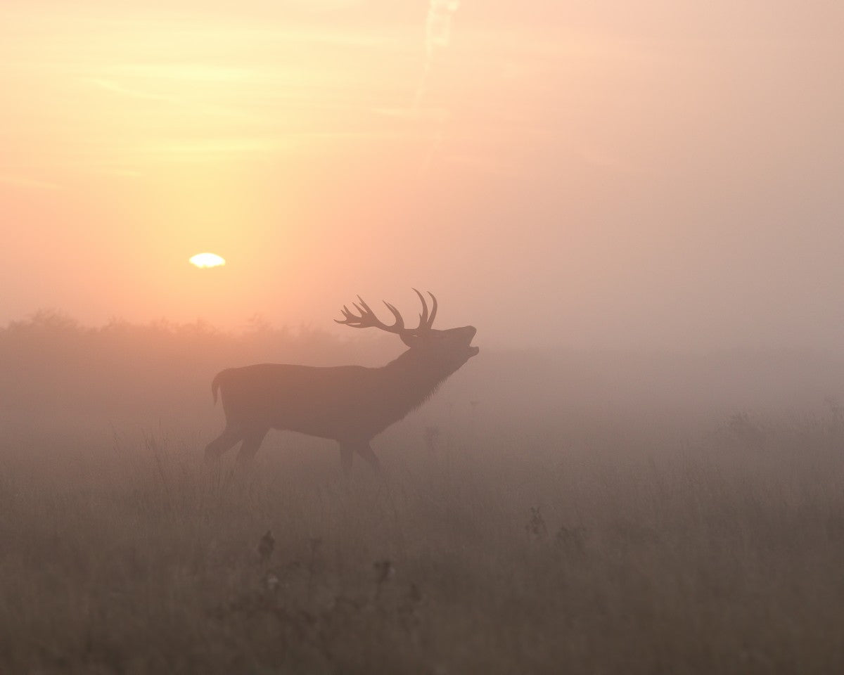 Misty Morning Stag by 1x