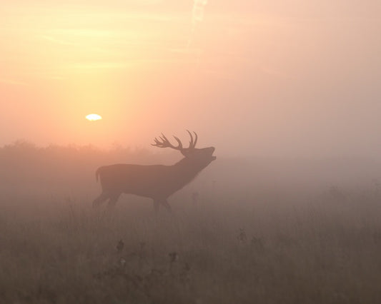 Misty Morning Stag by 1x