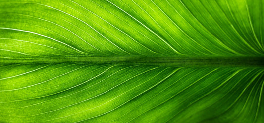 leaf by Stock Photography