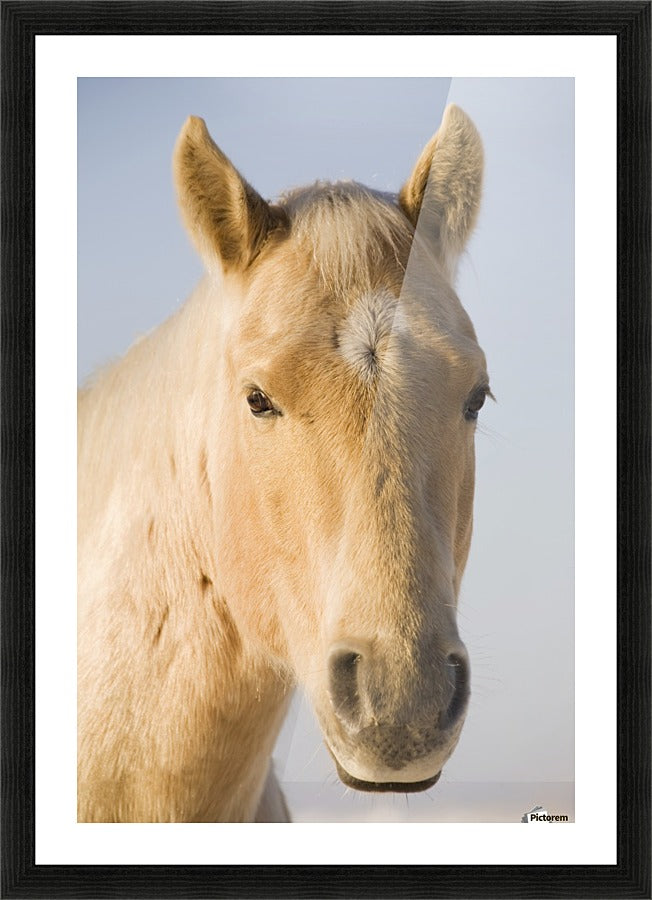 Framed Print