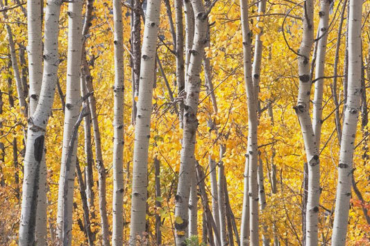 Kananaskis Country, Alberta, Canada; Aspen Trees In Autumn