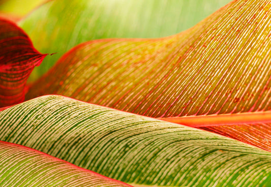 Indonesia, Bali, Close-Up Of Tropical Plants, Leaves