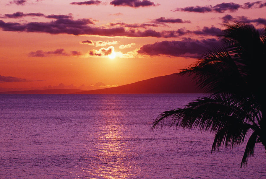 Hawaii, Maui, Beautiful Tropical Sunset With Palm Tree.