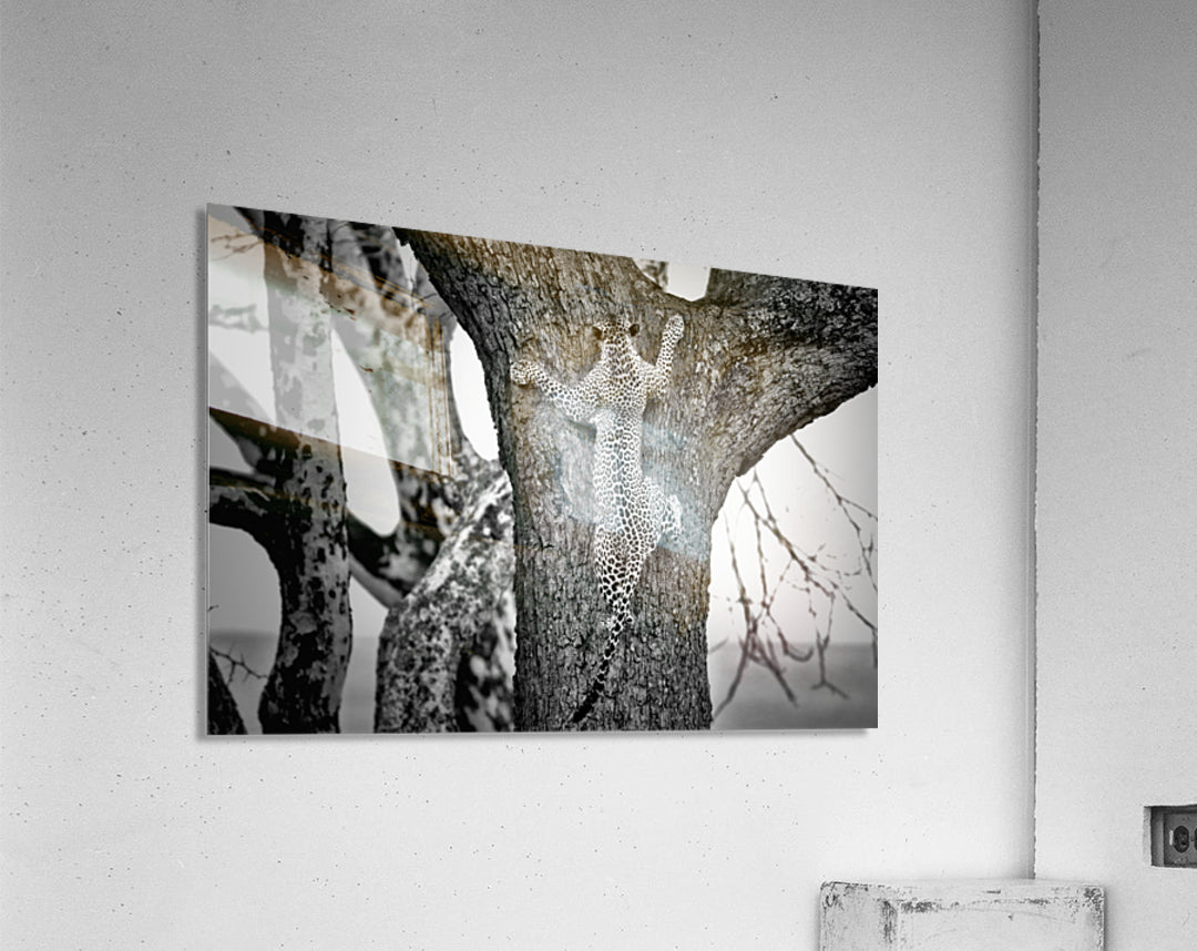 Acrylic Print