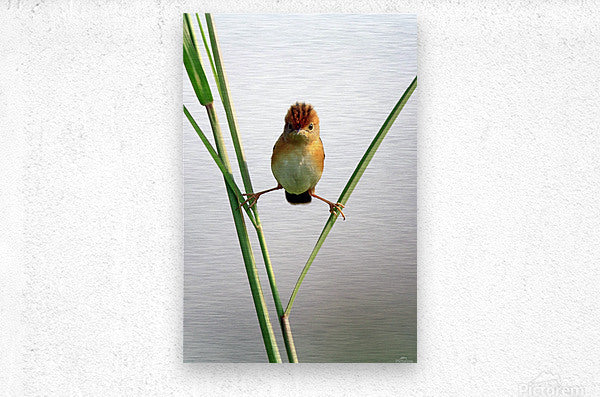 Brushed Metal Print