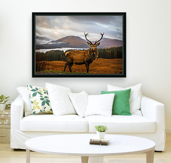 Scottish Stag by 1x