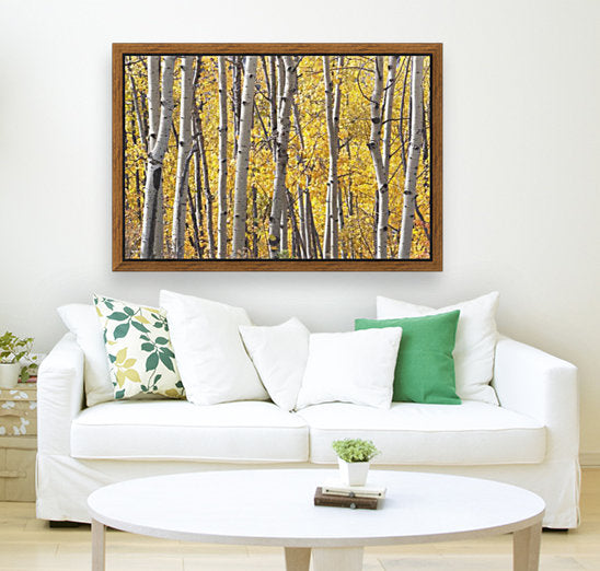 Kananaskis Country, Alberta, Canada; Aspen Trees In Autumn